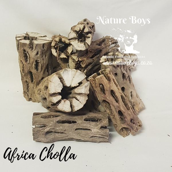 Africa-Cholla-4.png